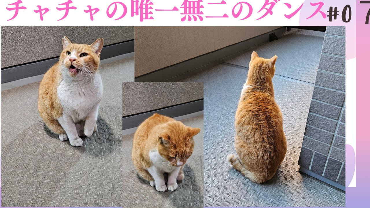 野良猫チャチャの物語 ‐ Clipchampで作成