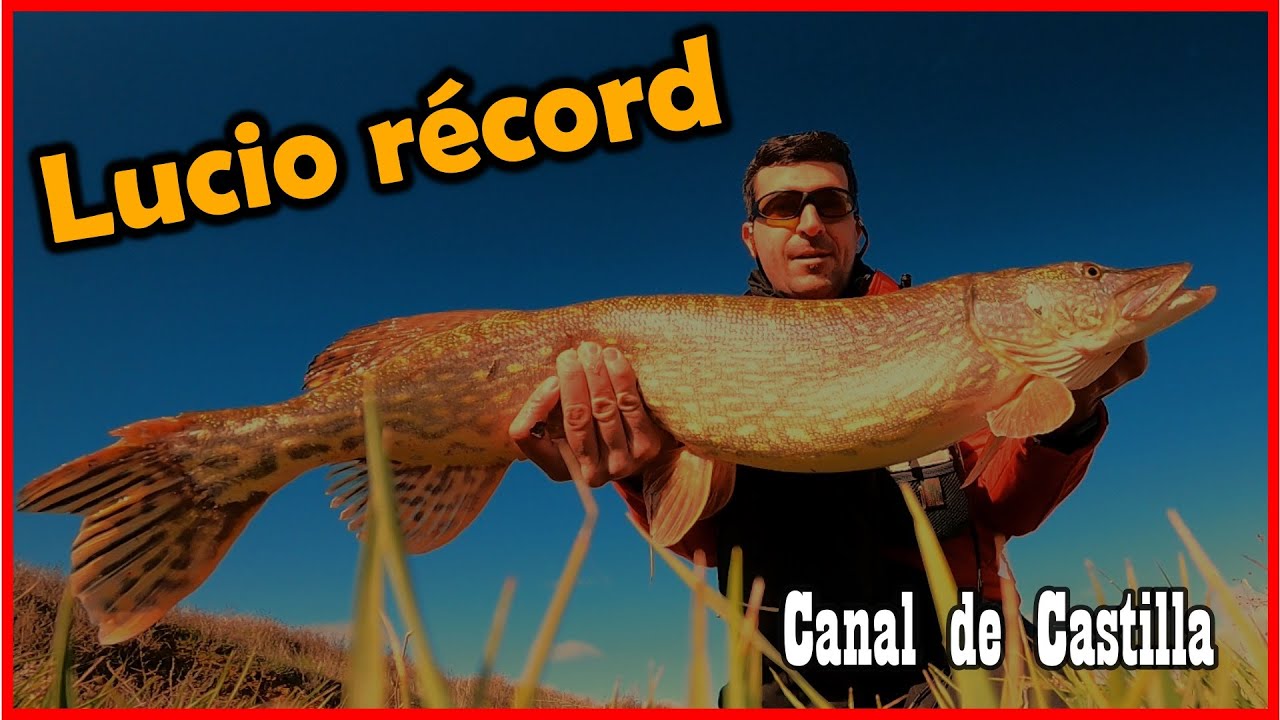 Lucio récord del canal de Castilla. ⚠️Ataque brutal⚠️