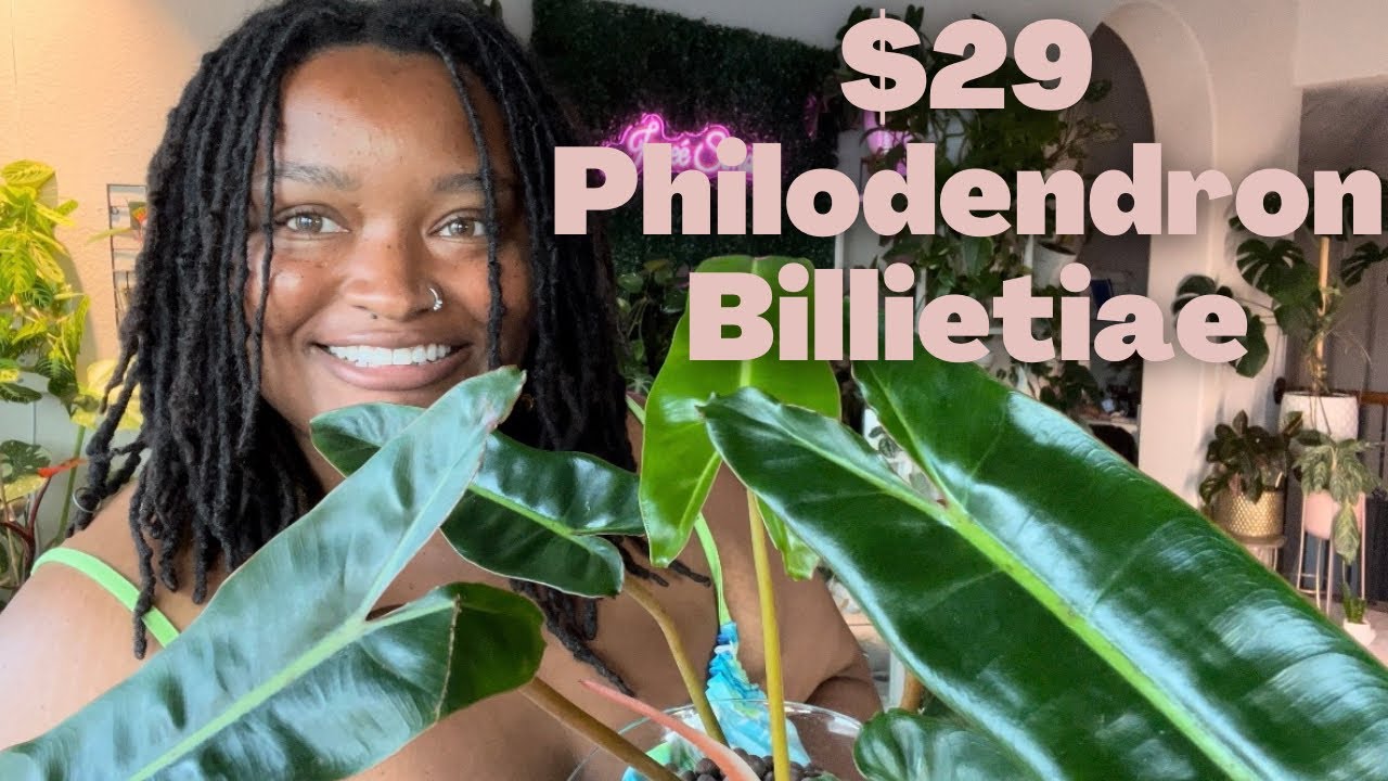 HOUSEPLANT HAUL: Philodendron Billietiae | My First Plant Buy in over a month