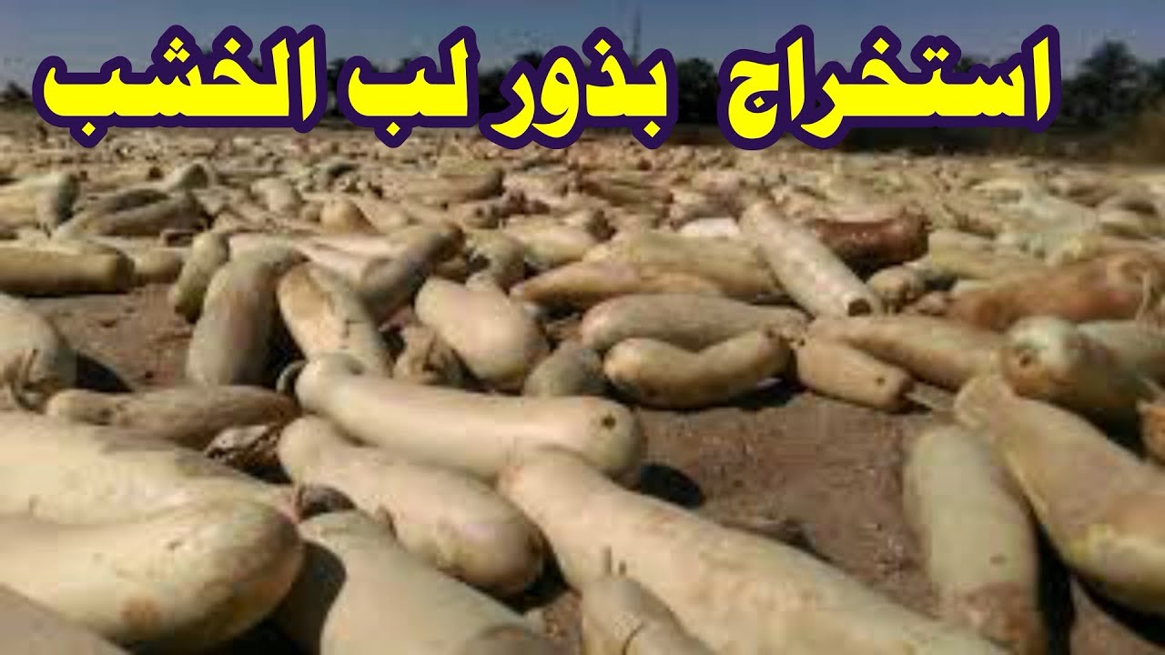 كيف طريقة استخراج  بذور لب الخشب من داخل اكواز اليقطين .