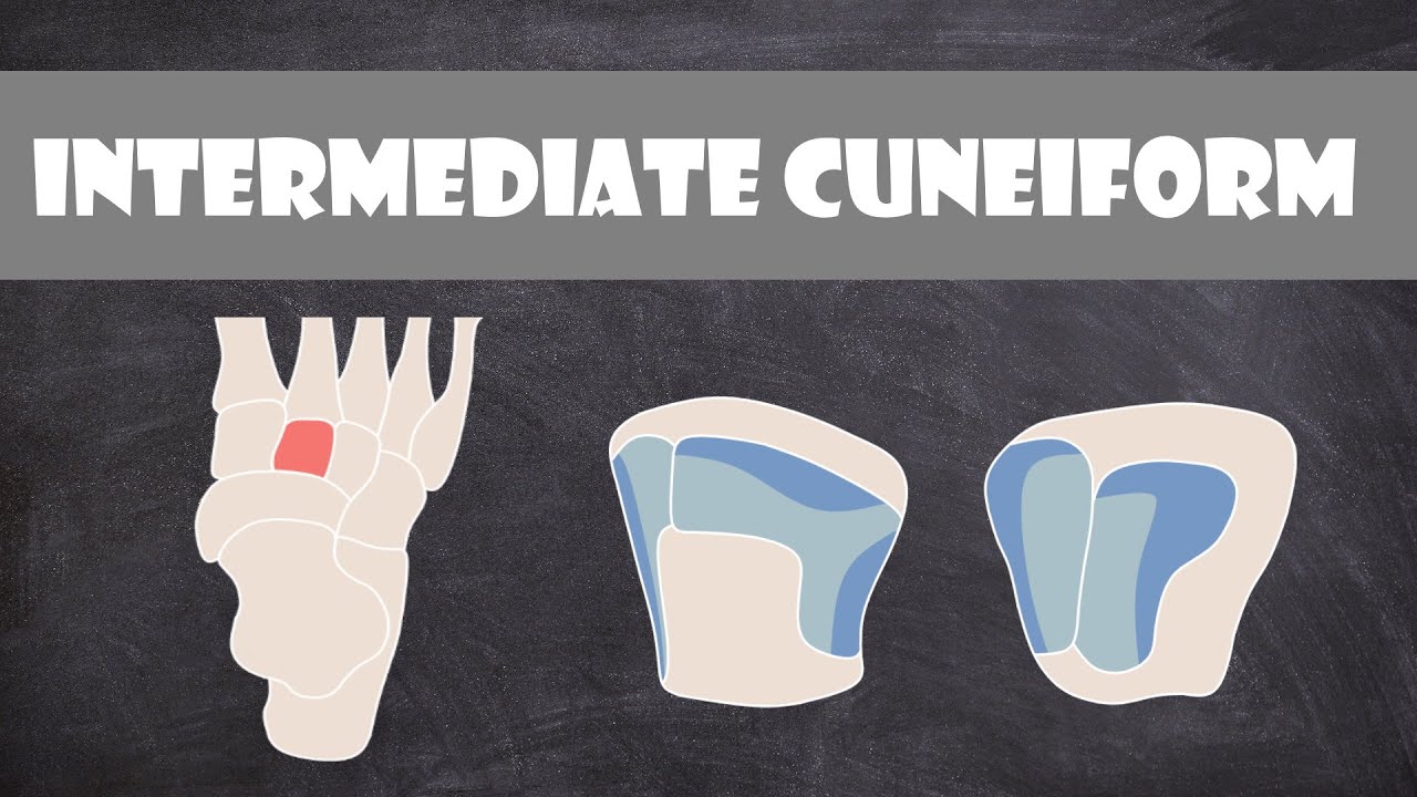 Intermediate Cuneiform Bone Structure | Anatomy