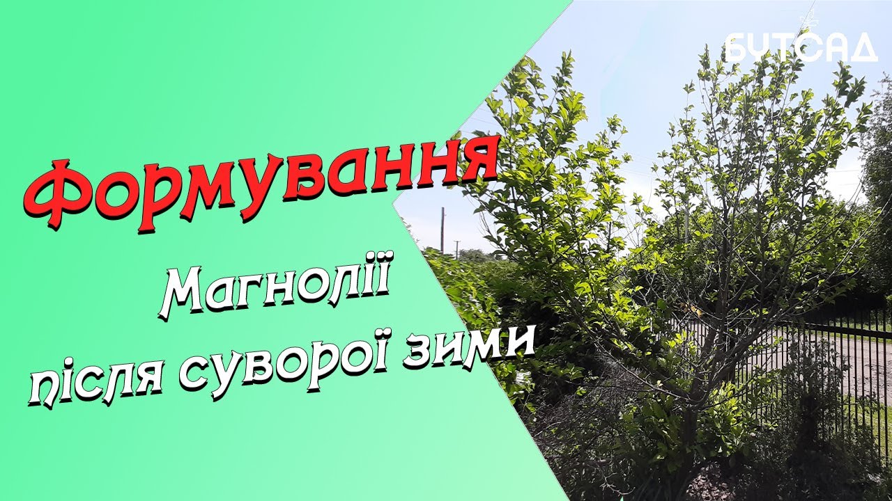 Формування МАГНОЛІЇ після суворої зими