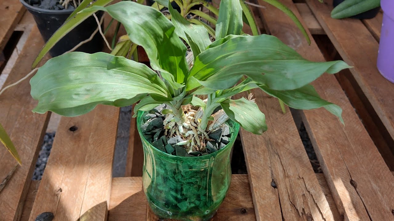 Cultivo de catasetum na garrafa pet com pedra