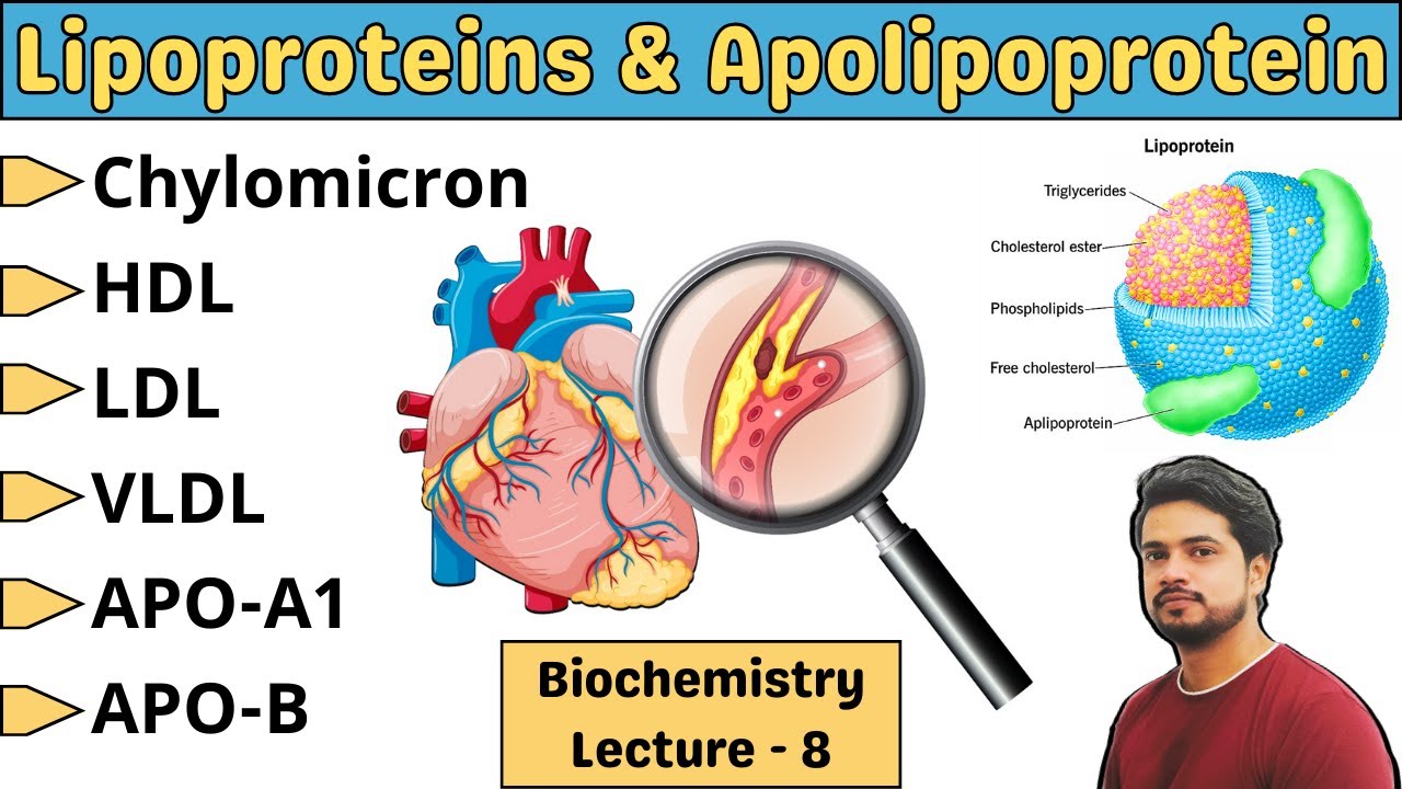 Lipoprotein and Apolipoprotein || Lipids || Biochemistry lecture in Hindi