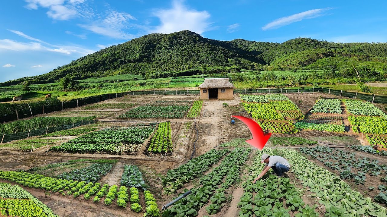 Life countryside : Create a garden to grow lots of vegetables in the upcoming rainy season