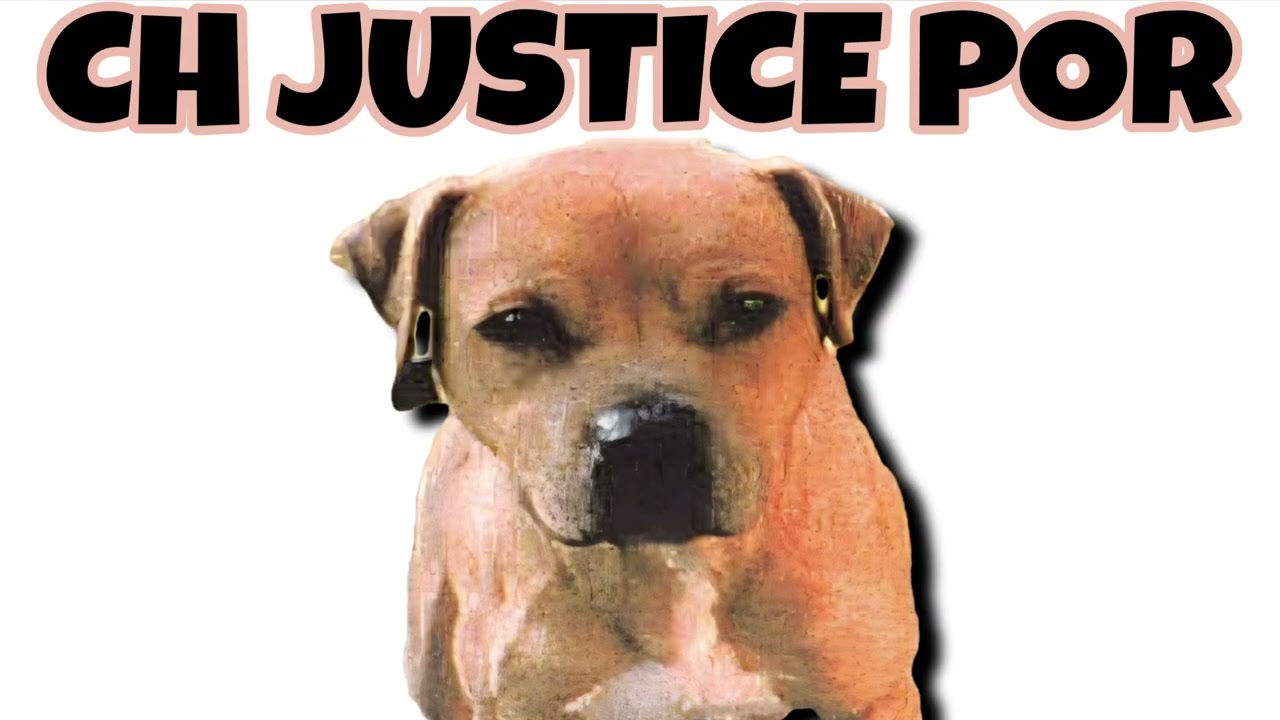 CH JUSTICE POR - История драки питбуля #apbt #dogfight