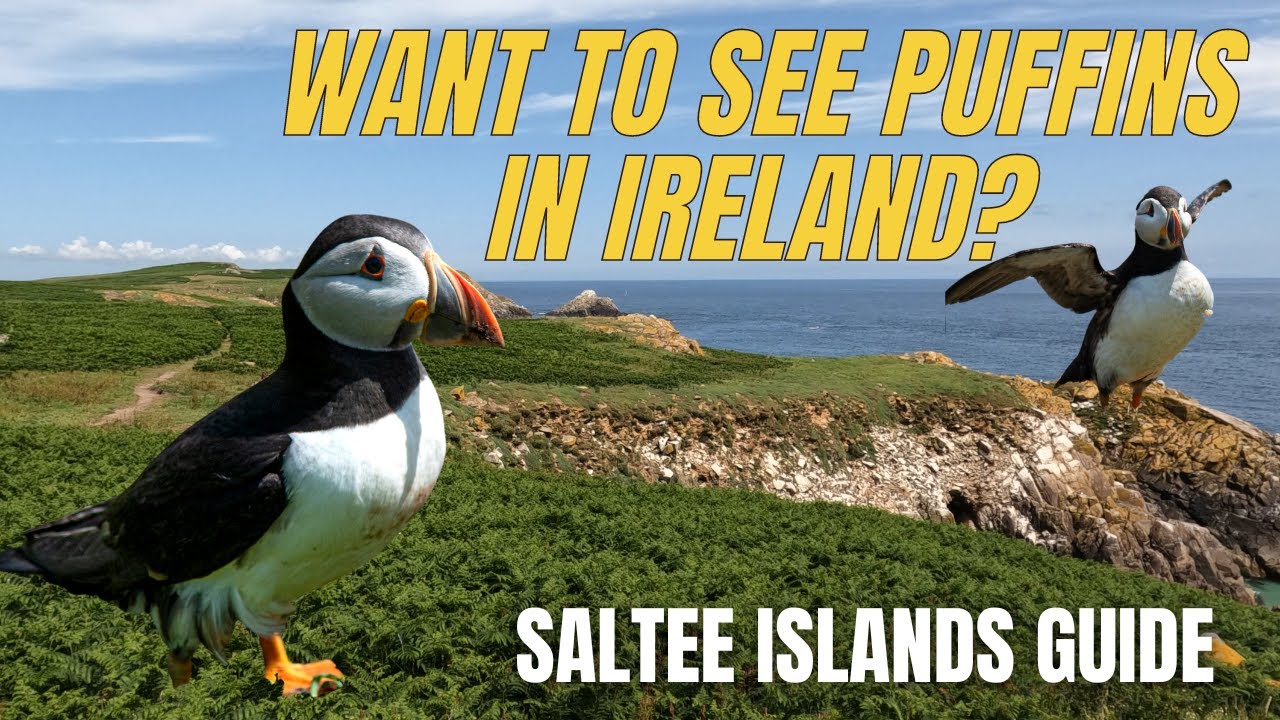 ⭐️Where to see puffins in Ireland ⭐️ The Saltee Islands, Co. Wexford.  Ireland Vlog