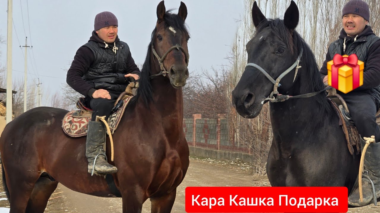 БЕШ ЖЫЛДЫЗГА  Токулу Ат Подарка  Мындай болгон эмес 