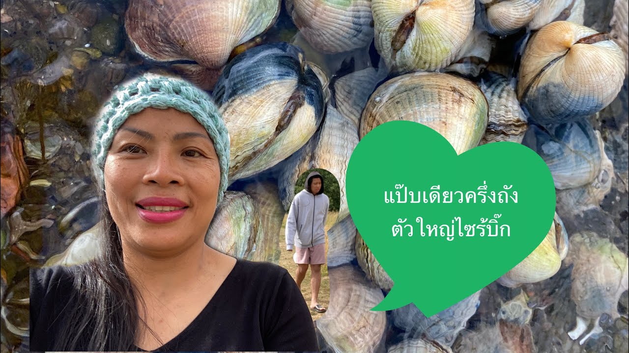 เก็บหอยคางทะเลเดนมาร์ก#มีแต่ตัวใหญ่# 25/7/21.