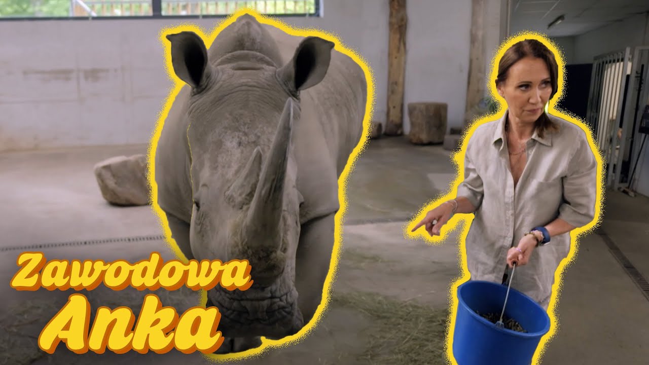 Jak zważyć nosorożca? 🦏| Zawodowa Anka