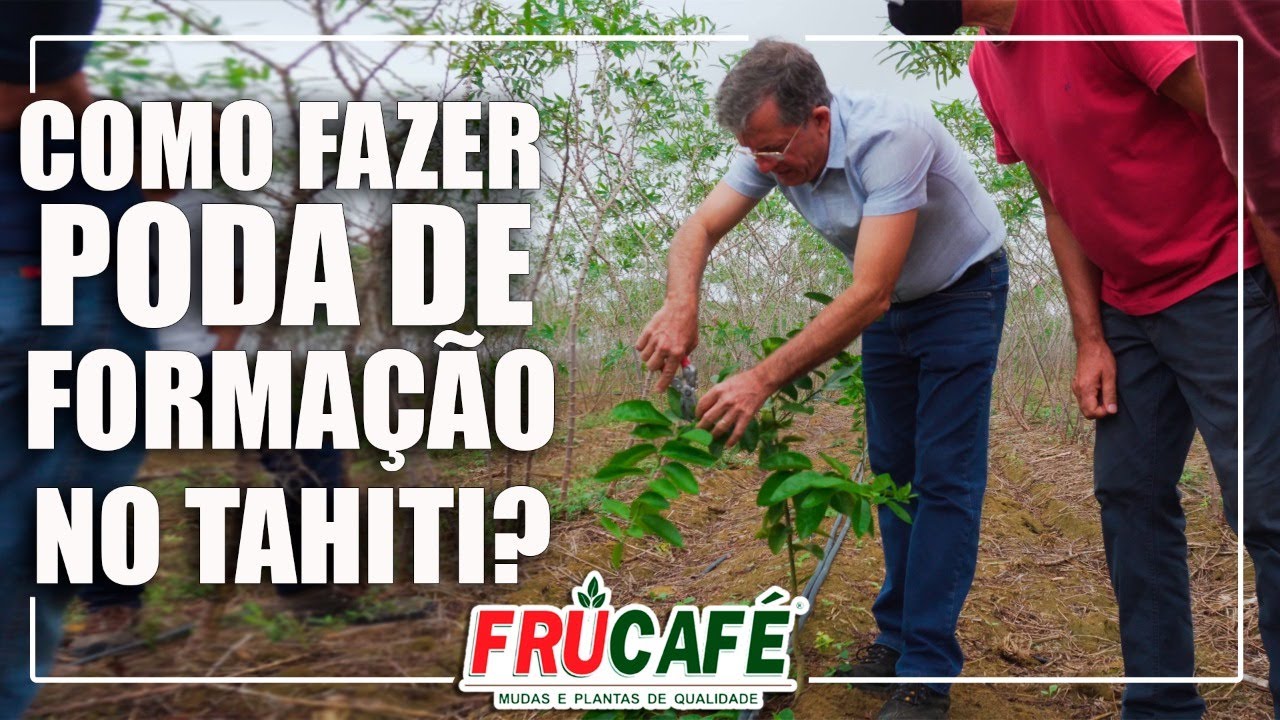 Como Fazer PODA de Formação Inicial no Limão Tahiti?
