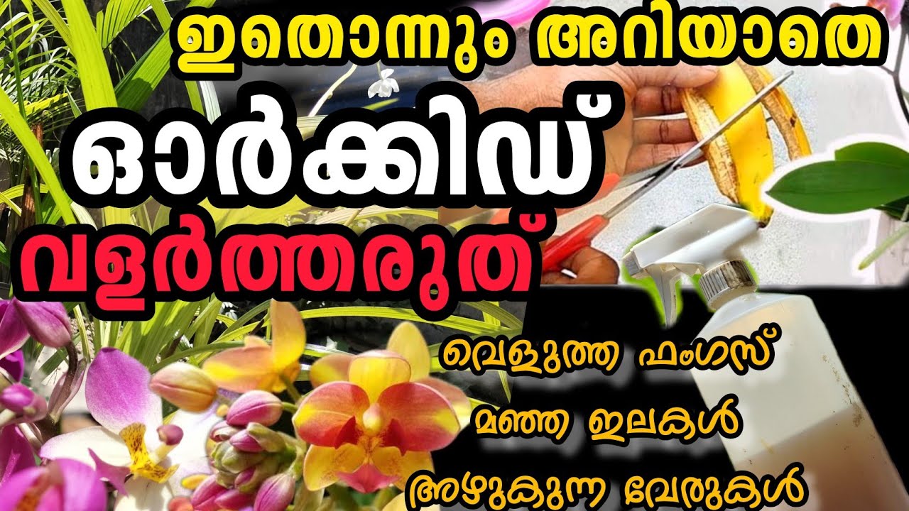 ഓർക്കിഡ് പരിപാലനത്തിൽ  ചിലവില്ലാതെ ഈ വെള്ളം ഉപയോഗിച്ച് ഫംഗസ് മാറ്റം|| Orchid Care||Orchid and fungi