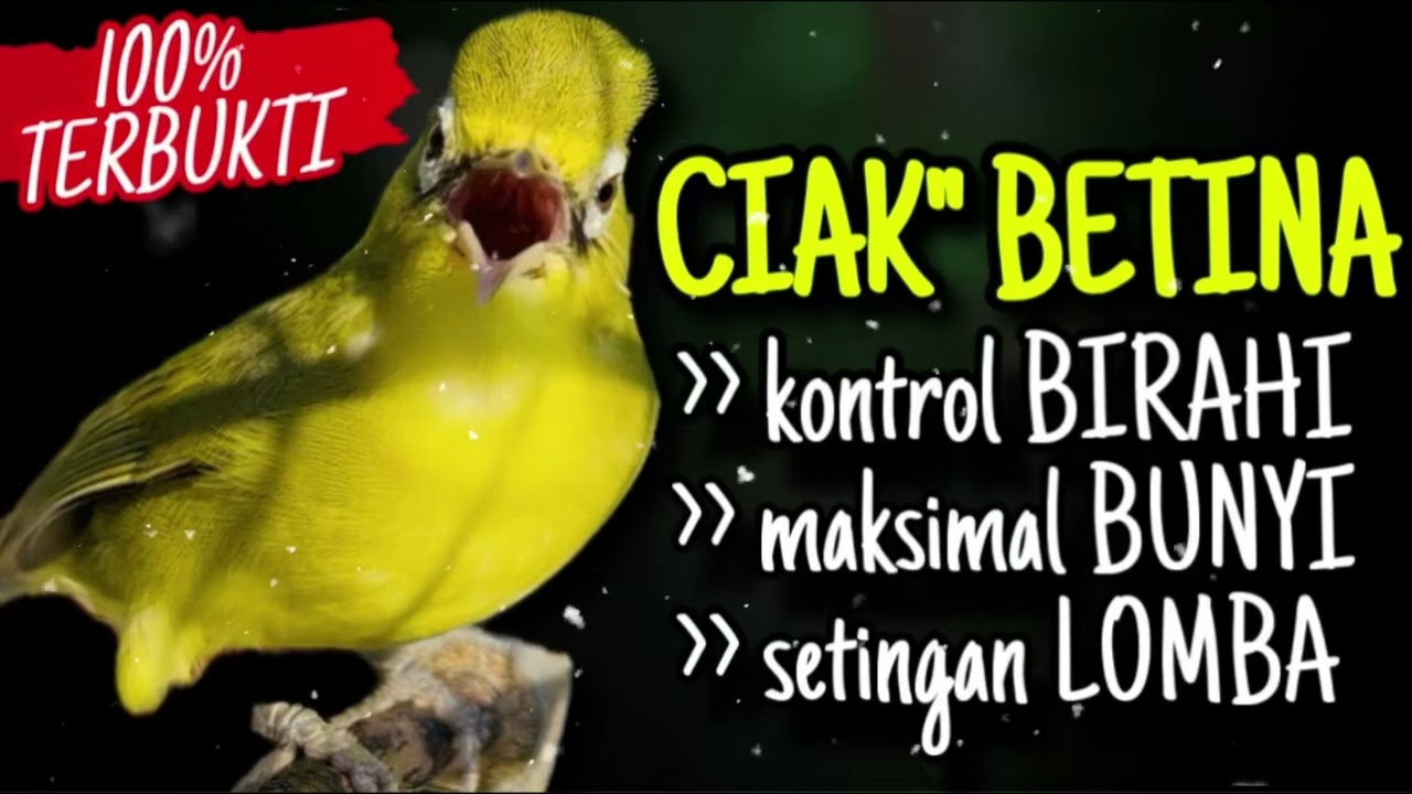 CIAK CIAK KECIAL KUNING BETINA AMPUH BIKIN KONTROL BIRAHI BIKIN KECIAL BUNYI MAXIMAL‼️