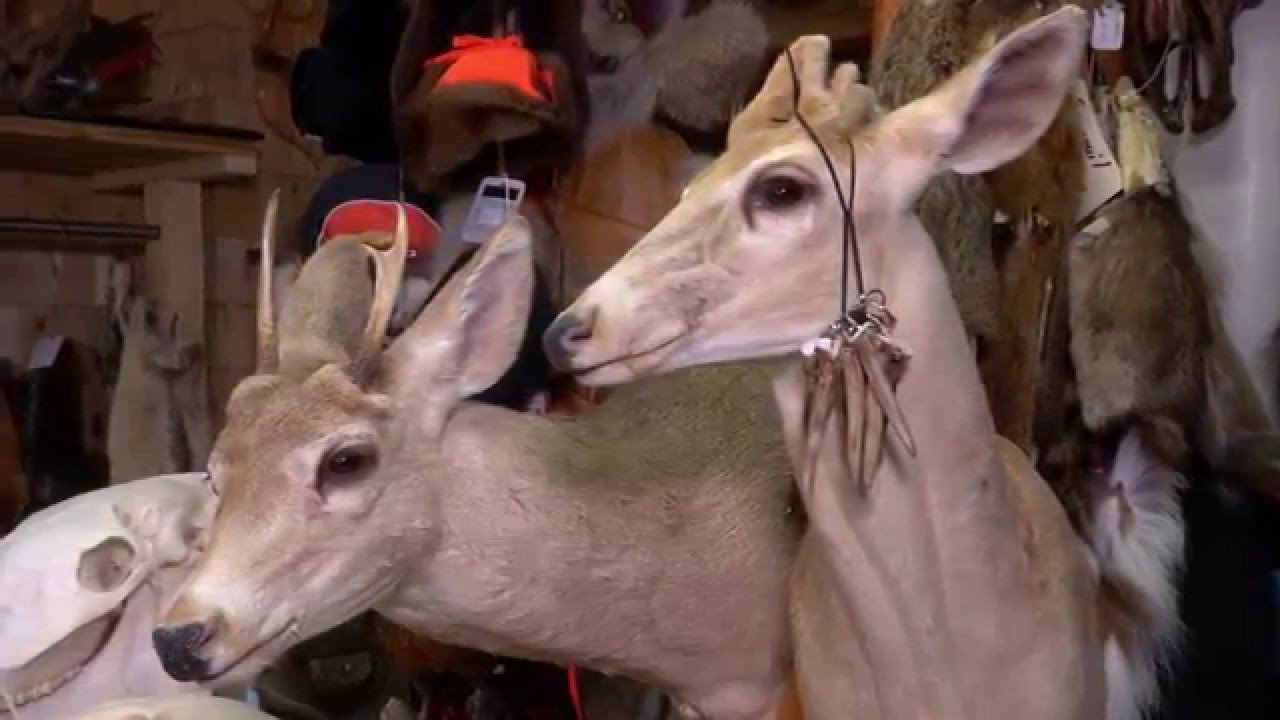 La taxidermie et le montage du panache d'orignal de Stéphane Bourget