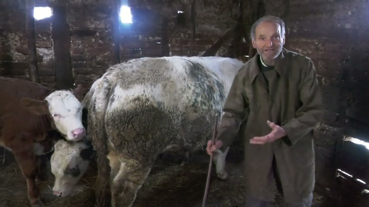 - GORŠTAK ŽIVI NA KRAJU SVIJETA SA SVOJIM BLAGOM I ZADOVOLJAN ŽIVOTOM
