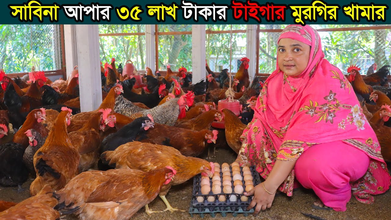 ৩৫ লক্ষ টাকার টাইগার মুরগির খামার। নারী উদ্যোক্তা সাবিনা আপার সেরা চমক টাইগার মুরগি পালনে।Tiger morg