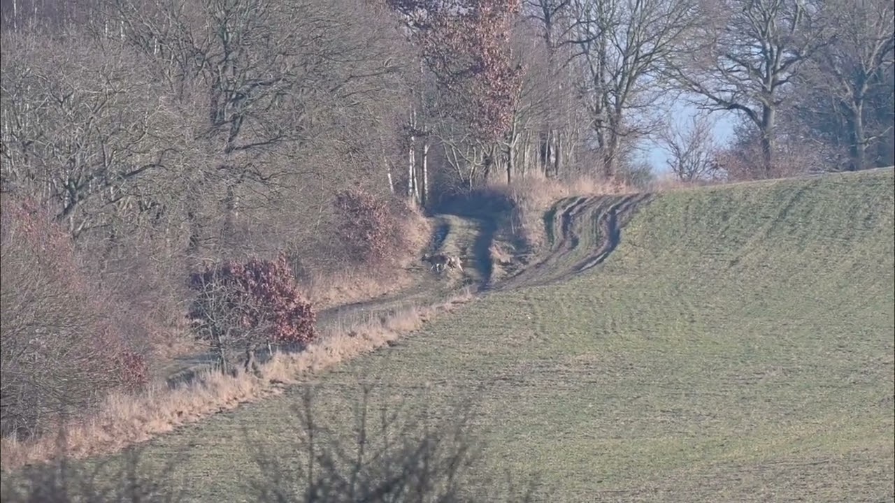 Poranne spotkanie z wilkami 