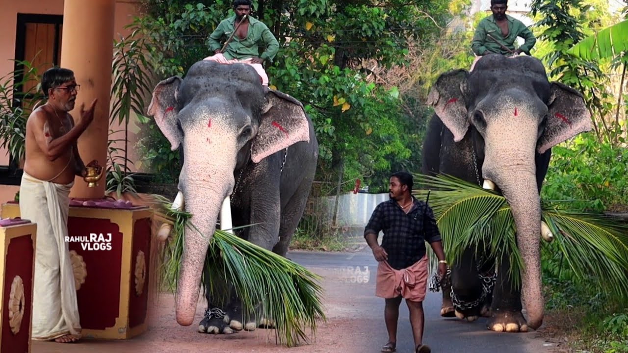 നീരുകാലം കഴിഞ്ഞ് തടത്താവിള രാജശേഖരൻ ആദ്യം പോകുന്നത് | Thadathavila Rajashekaran Kerala Elephant