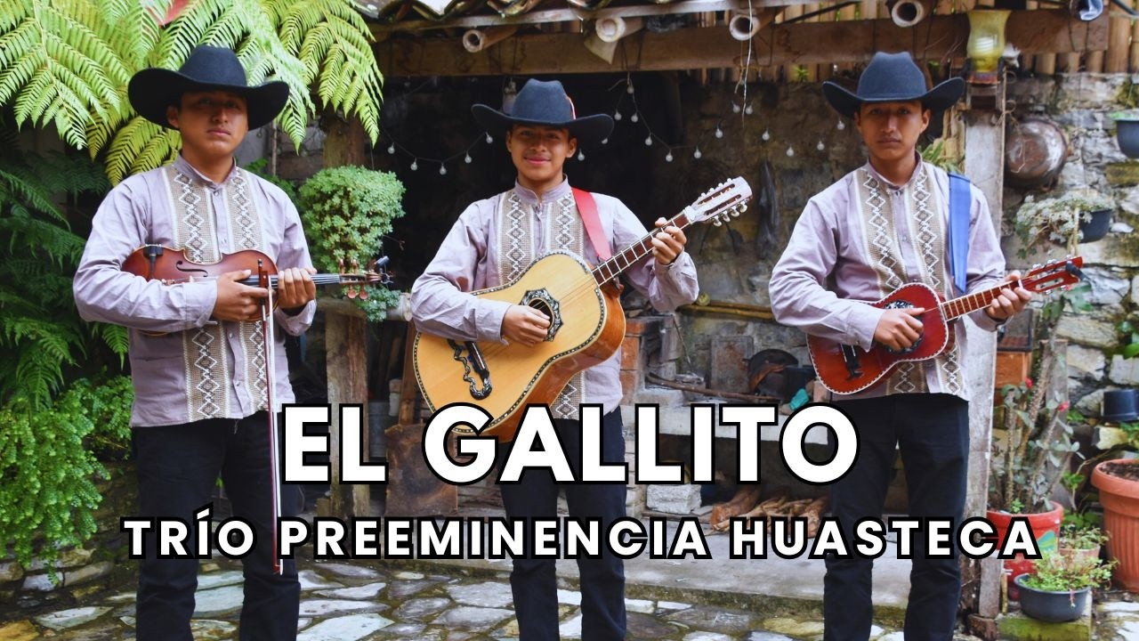 Trío Preeminencia Huasteca - El Gallito