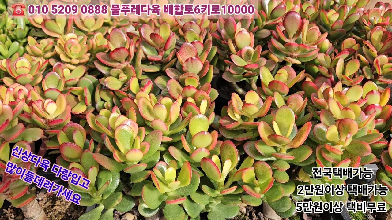 2/24(카드결제가능)신상다육 다량입고 많이들 데려가세요 