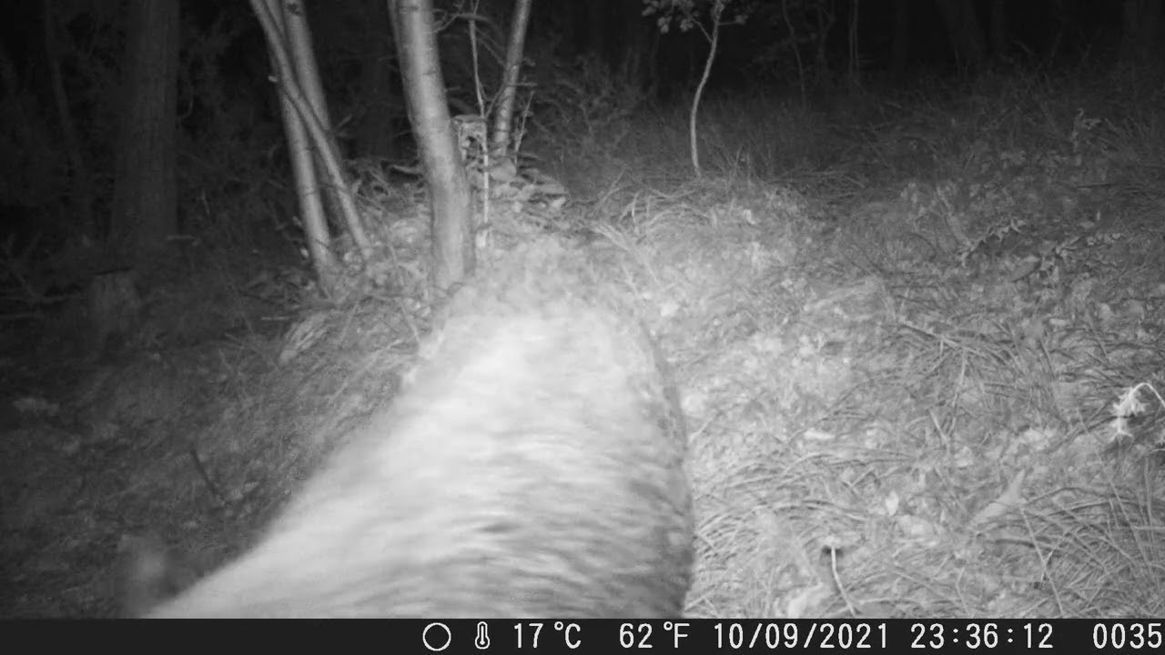 Fototrappolaggio naturalistico Ft. Coolife PH700A 16mp. Cinghiale. Trail cam: huge boar in the wood.