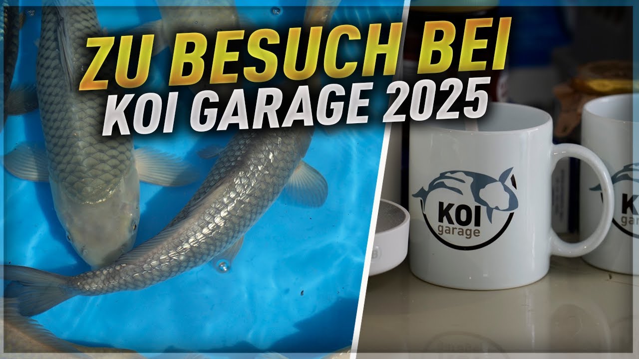 KOI GARAGE 2025 - Koi kaufen in Helmstedt!