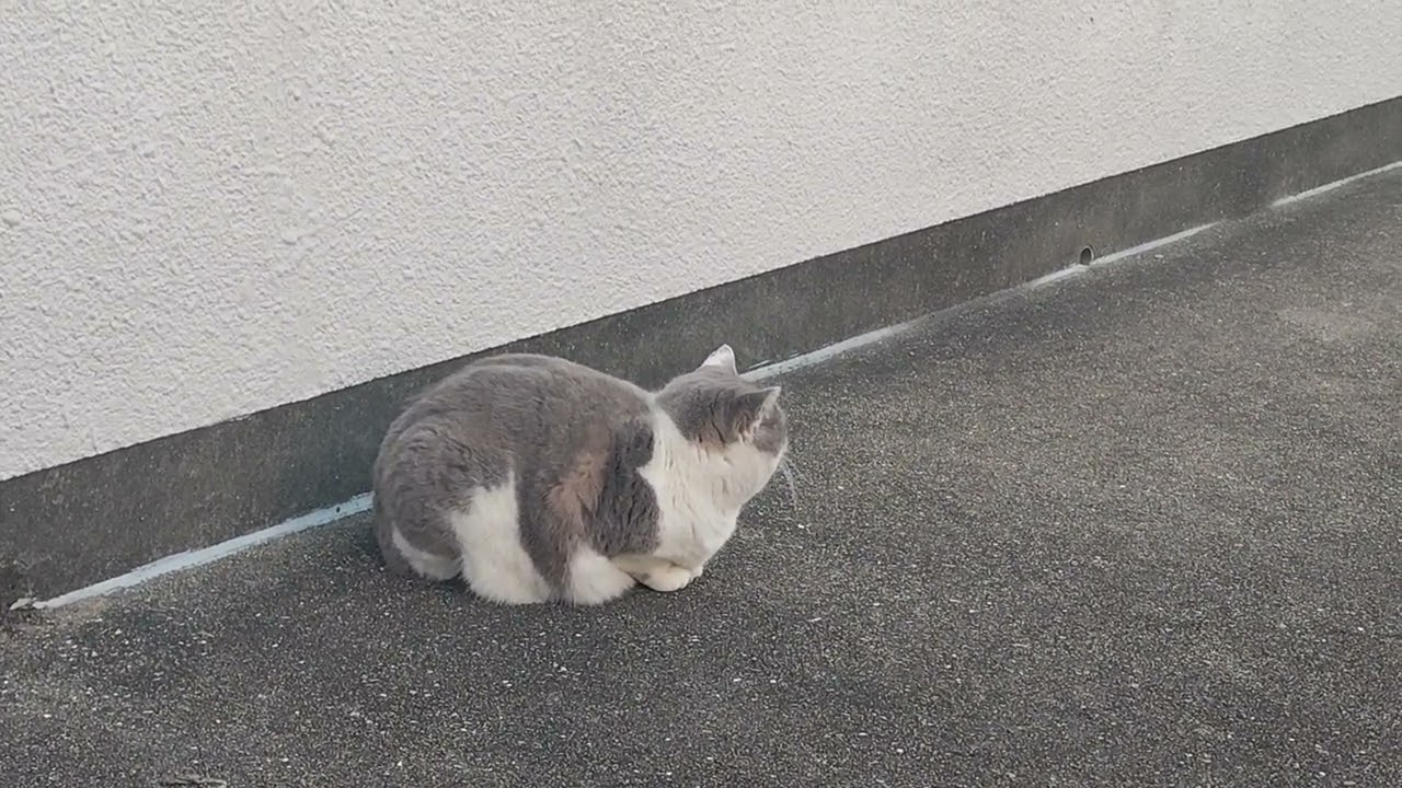 成人式のなーた。あひるver.