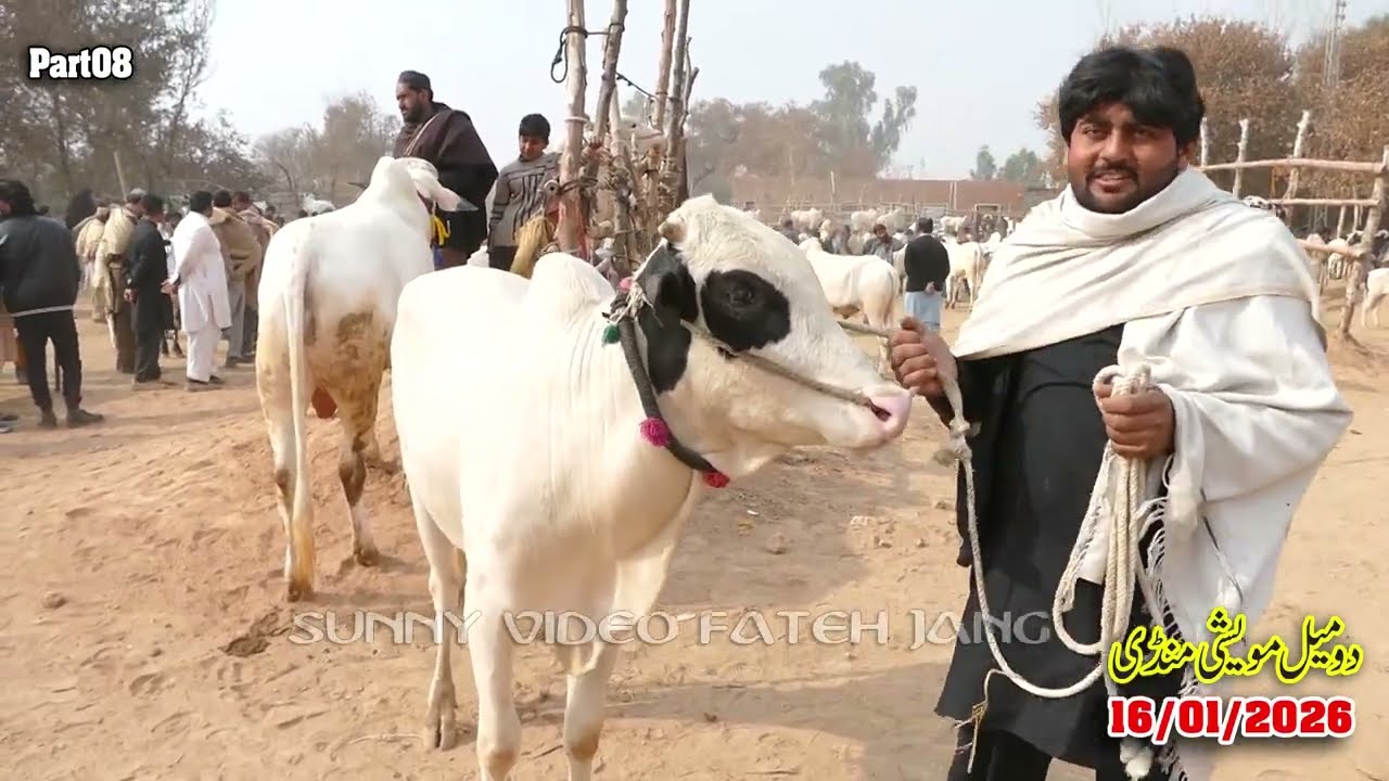 Today Domail Mandi Fatehjang Rate’s update16/Jan.2026-Part08Sunny Video Fateh Jang Cow Mandi 2026