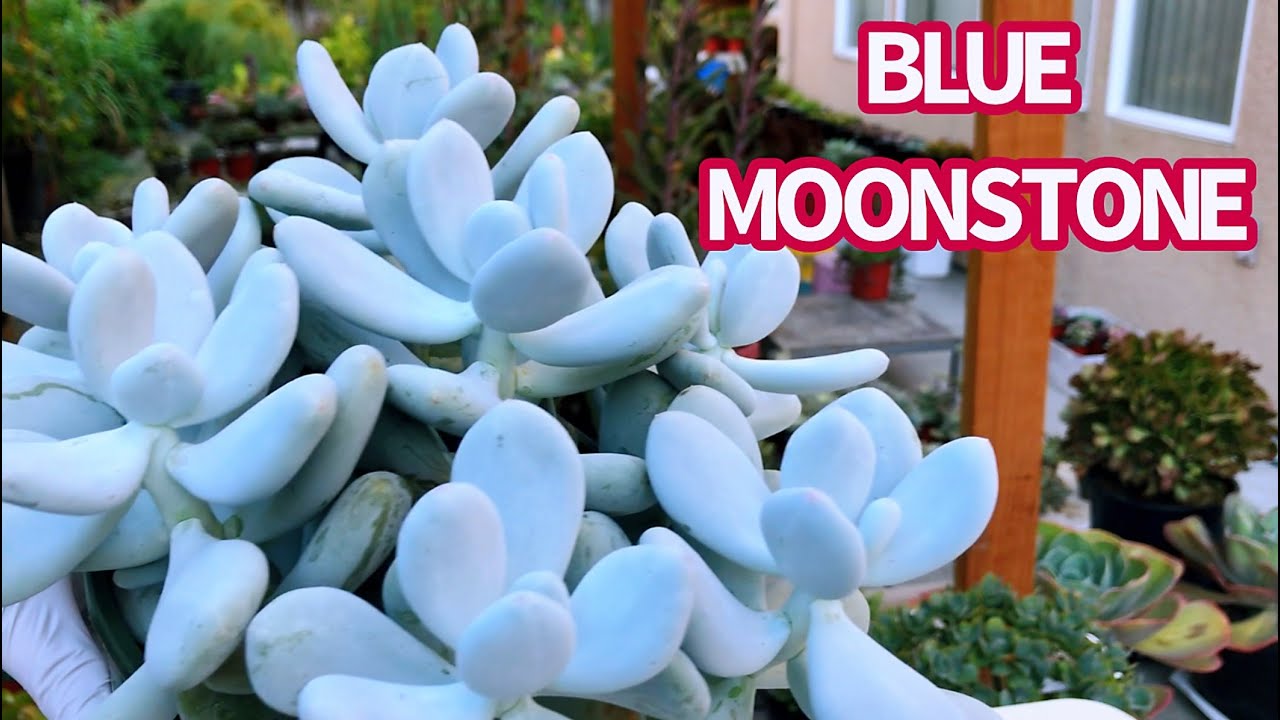 #401 PROPAGATE BLUE MOONSTONE FROM CUTTINGS AND LEAVES | NHÂN GIỐNG SEN ĐÁ SỎI XANH