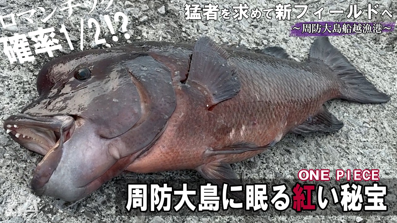 コブダイ釣り【確率1／2のオスを求めて新たなフィールドへ】初心者のバナメイエビかぶせ釣りin周防大島船越漁港ep.096