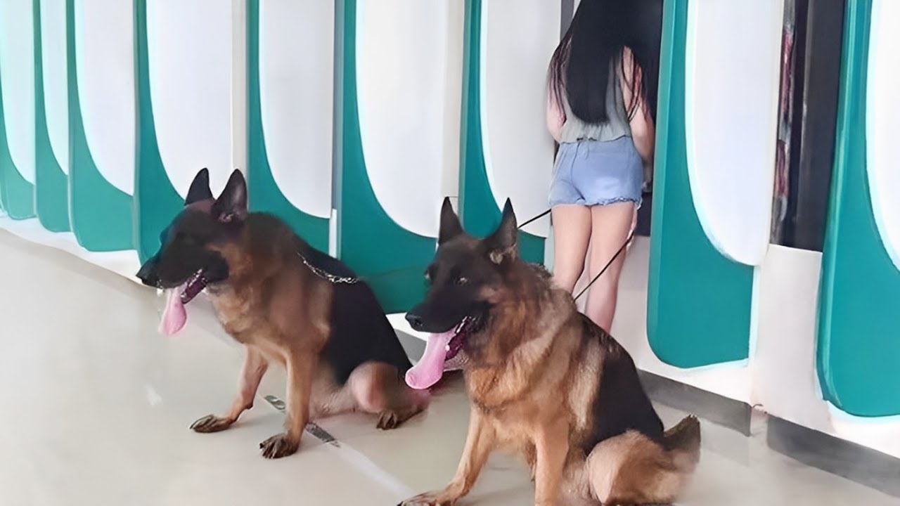 Who&rsquo;s the Best Bodyguard? Belgian Malinois or German Shepherd