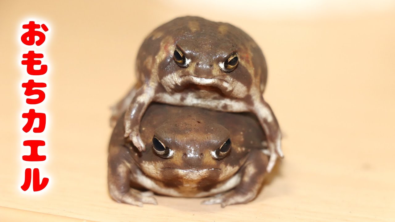 世界一可愛いカエルの飼い方【アメフクラガエル】
