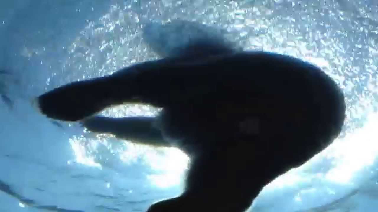 Journey to Churchill exhibit, swimming polar bears, Winnipeg Zoo.