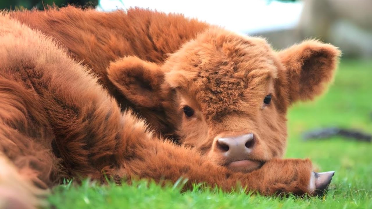 Highland Cow 🐮 A Unique Animal You Have Never Seen!
