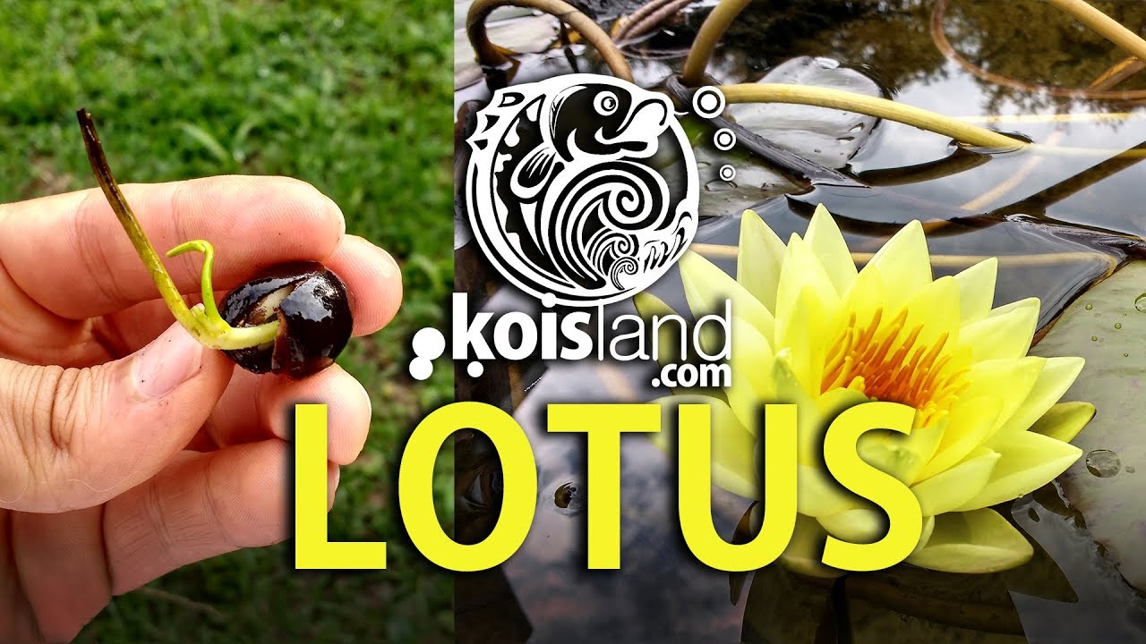 Cómo plantar la flor de loto - Koisland