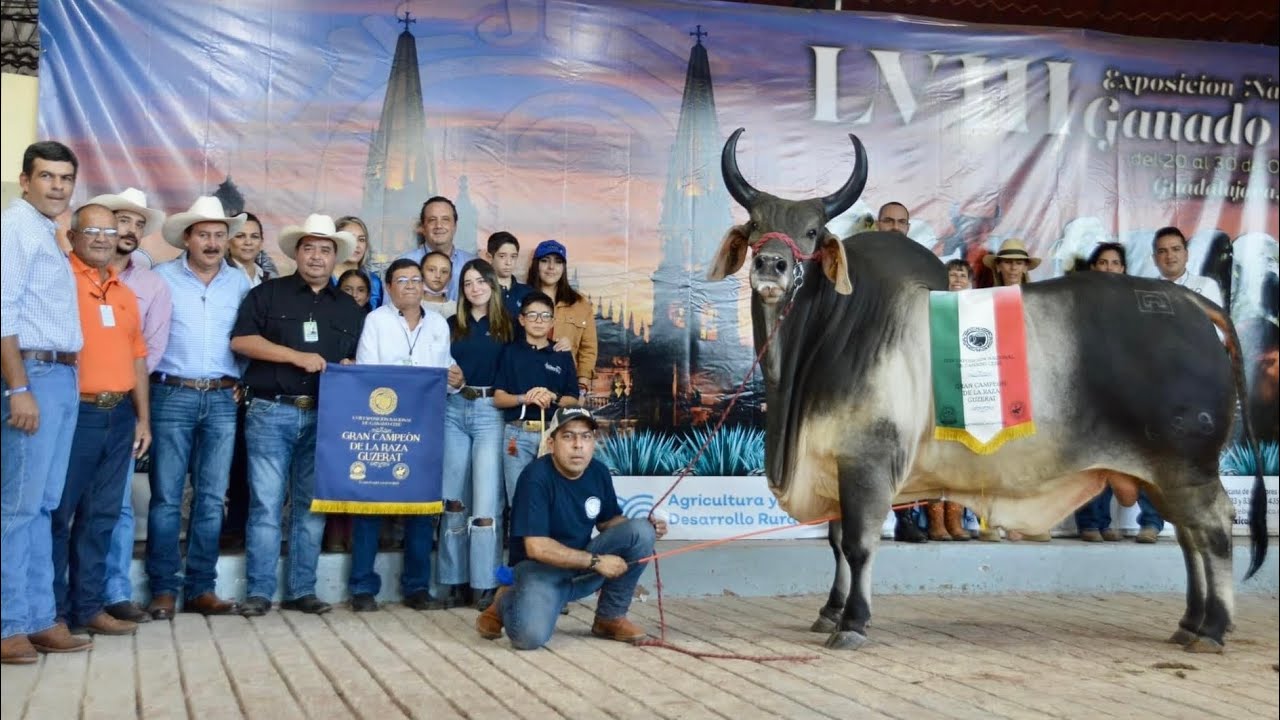 GUZERAT; JUEZ BRASILEÑO POSICIONA AL GANADO MEXICANO COMO DE LOS MEJORES DEL MUNDO.