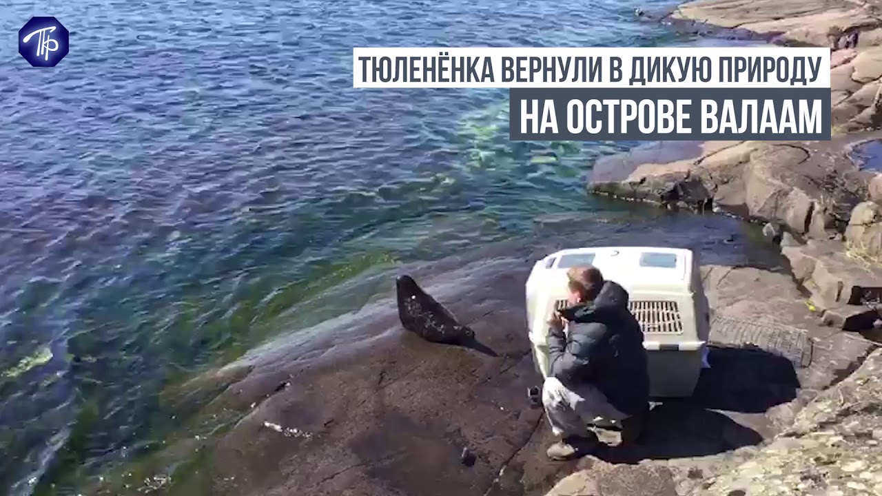 Seal Kroshyk: second release - May 23, 2017 - Крошик: вторая попытка выпустить