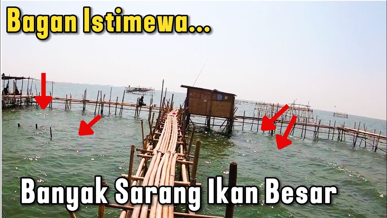 TIDAK BERUBAH !!  RUMPON TAMBAK LOROK SARANGNYA IKAN BESAR || MANCING SEMARANG