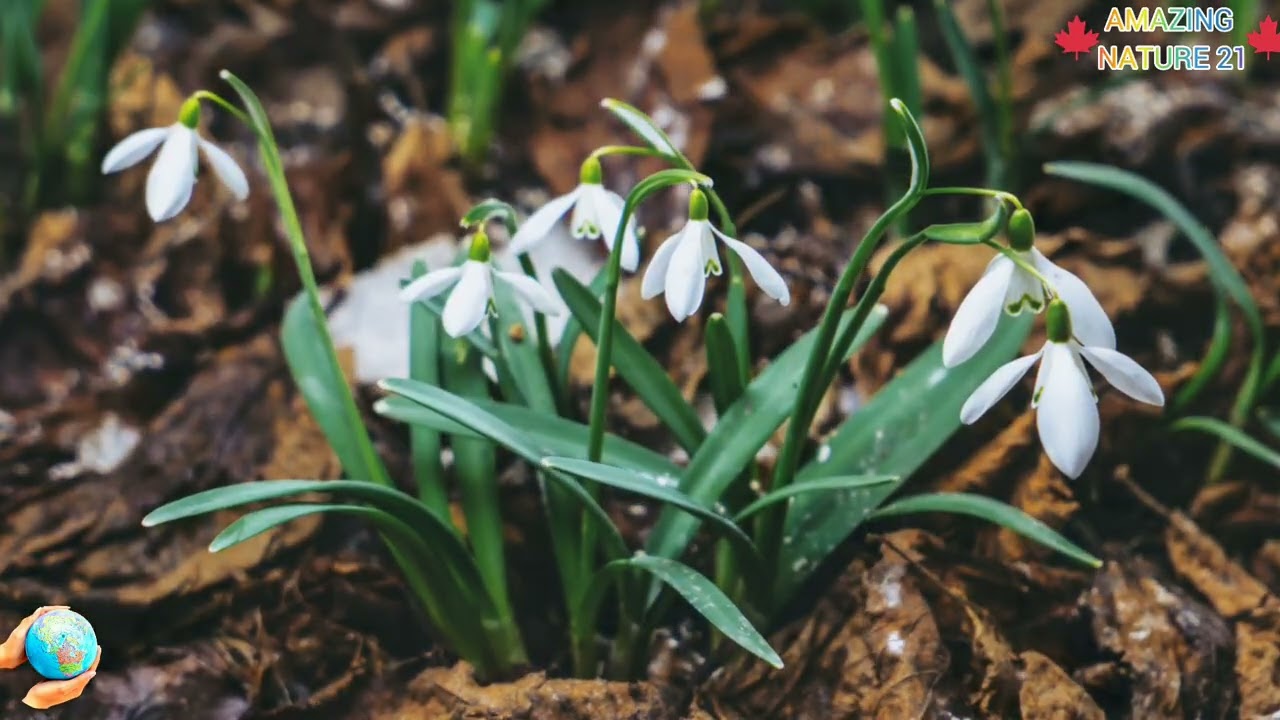 **❄️🍃 MELTING SNOW – WHEN WINTER TURNS INTO SPRING🍃 ❄️**