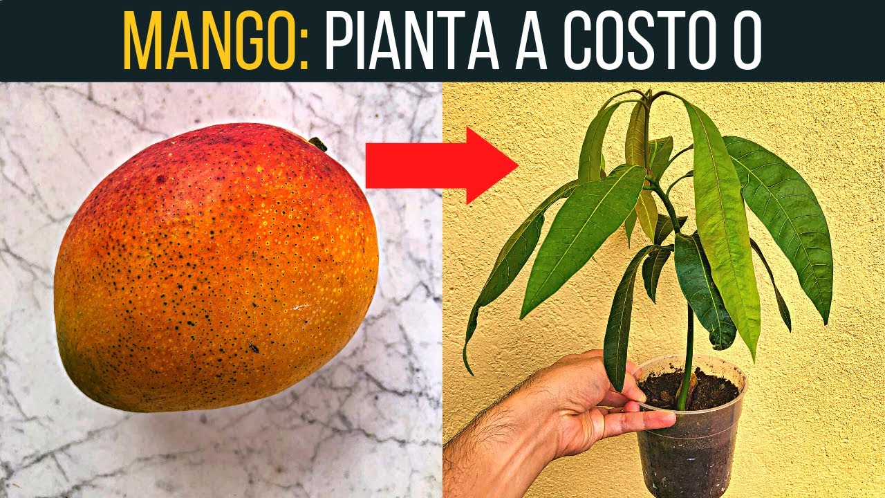 Fai nascere una pianta di mango🥭 con questo trucco! | Food Stories