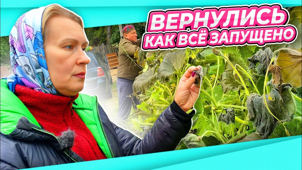 МОРОЗ 4 сентября | САД ЗАРОС ЗА ДВЕ НЕДЕЛИ | ГДЕ КОМПОТ? | ДАЧА ОСЕНЬ