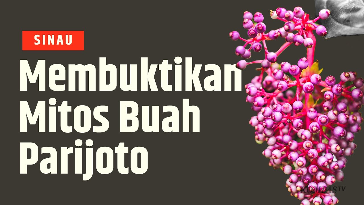 5 Manfaat Baik Buah Parijoto yang Belum Banyak Diketahui
