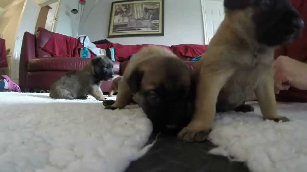 17 day old puppies! GoPro