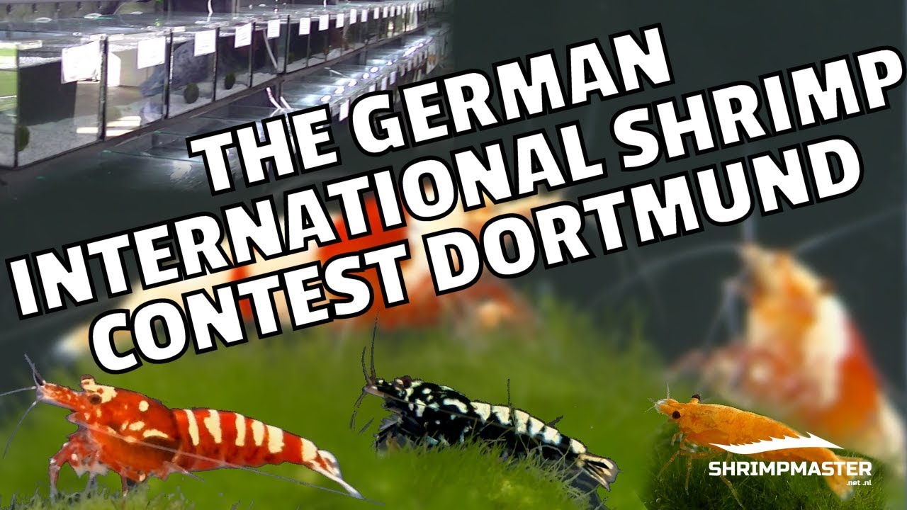 The German International Shrimp Contest Dortmund 2017