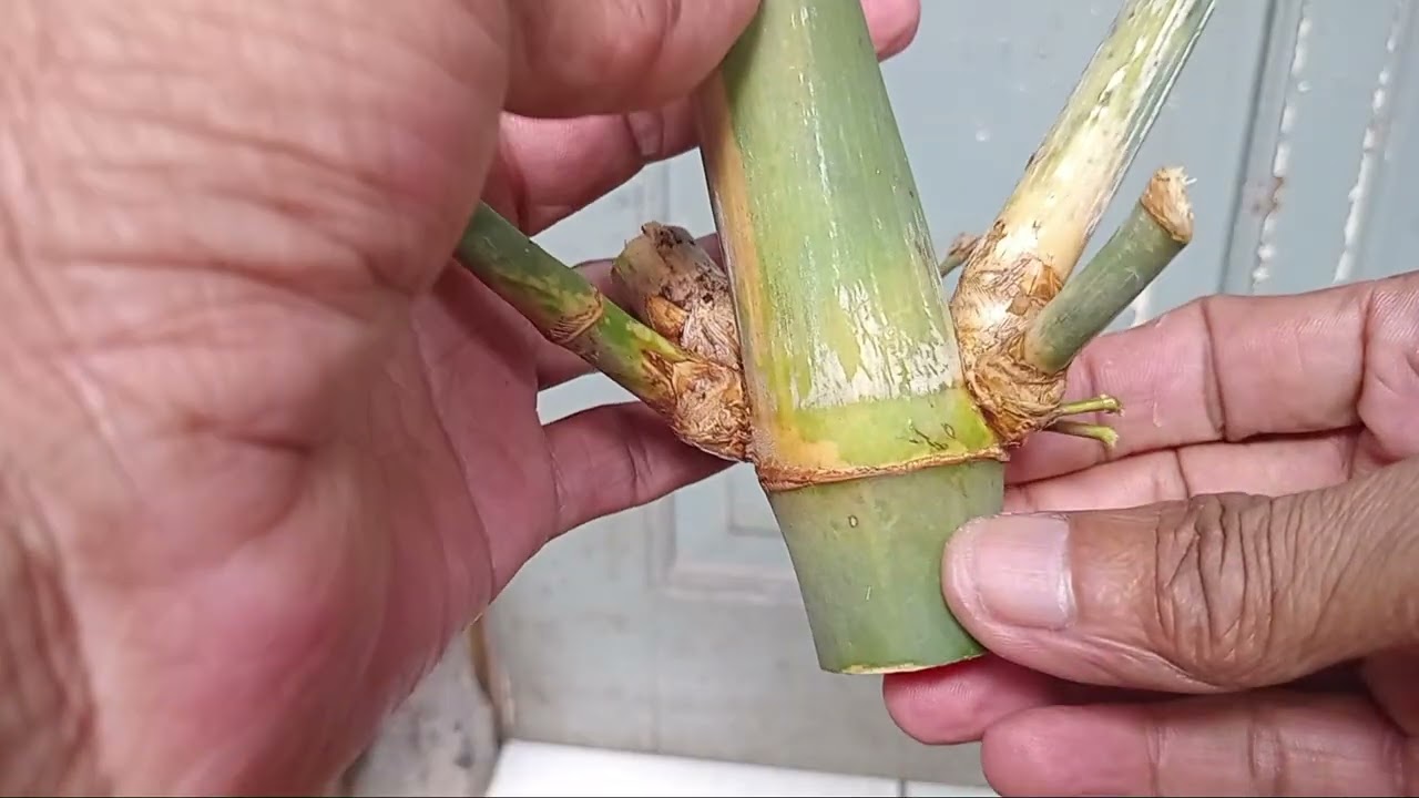 Bambu selendang mukti#unk.