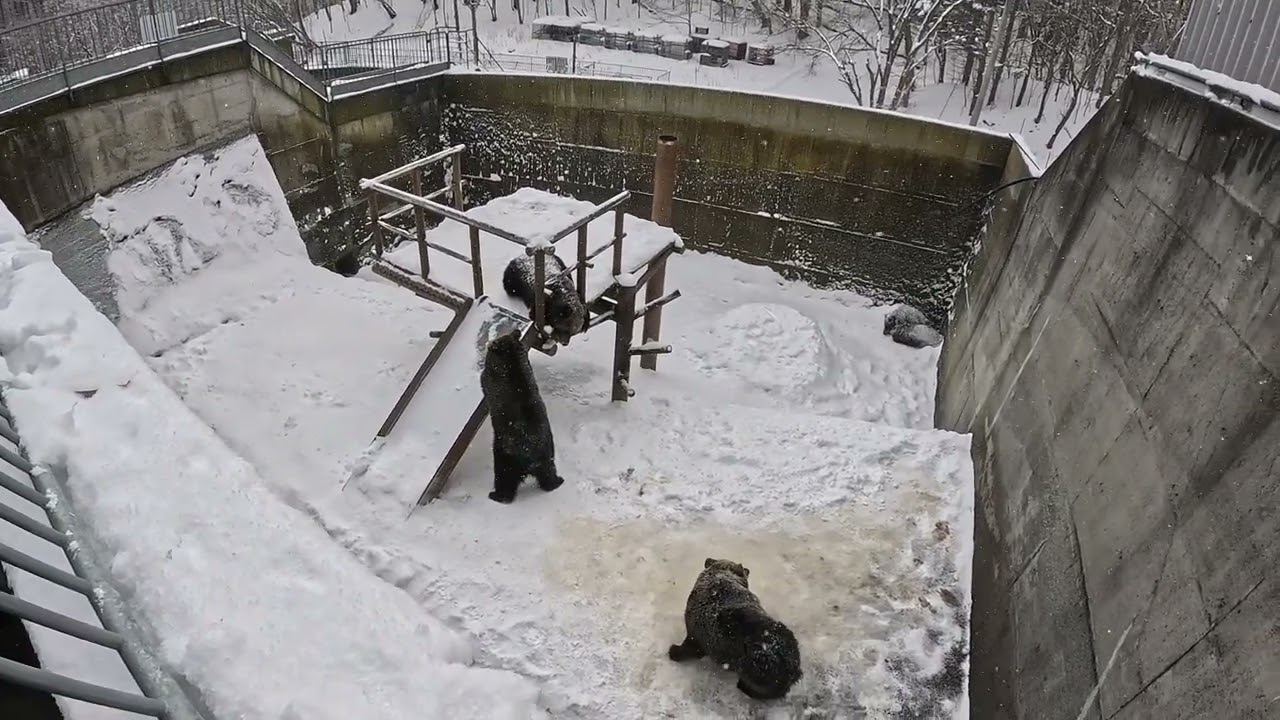 Shōwa-Shinzan Bear Ranch Walking Tour