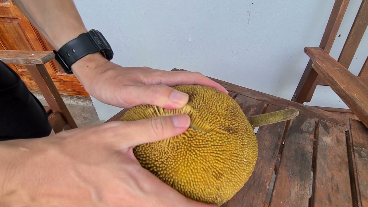 Unique fruit (Tarap) in Borneo. Here's how to open it.