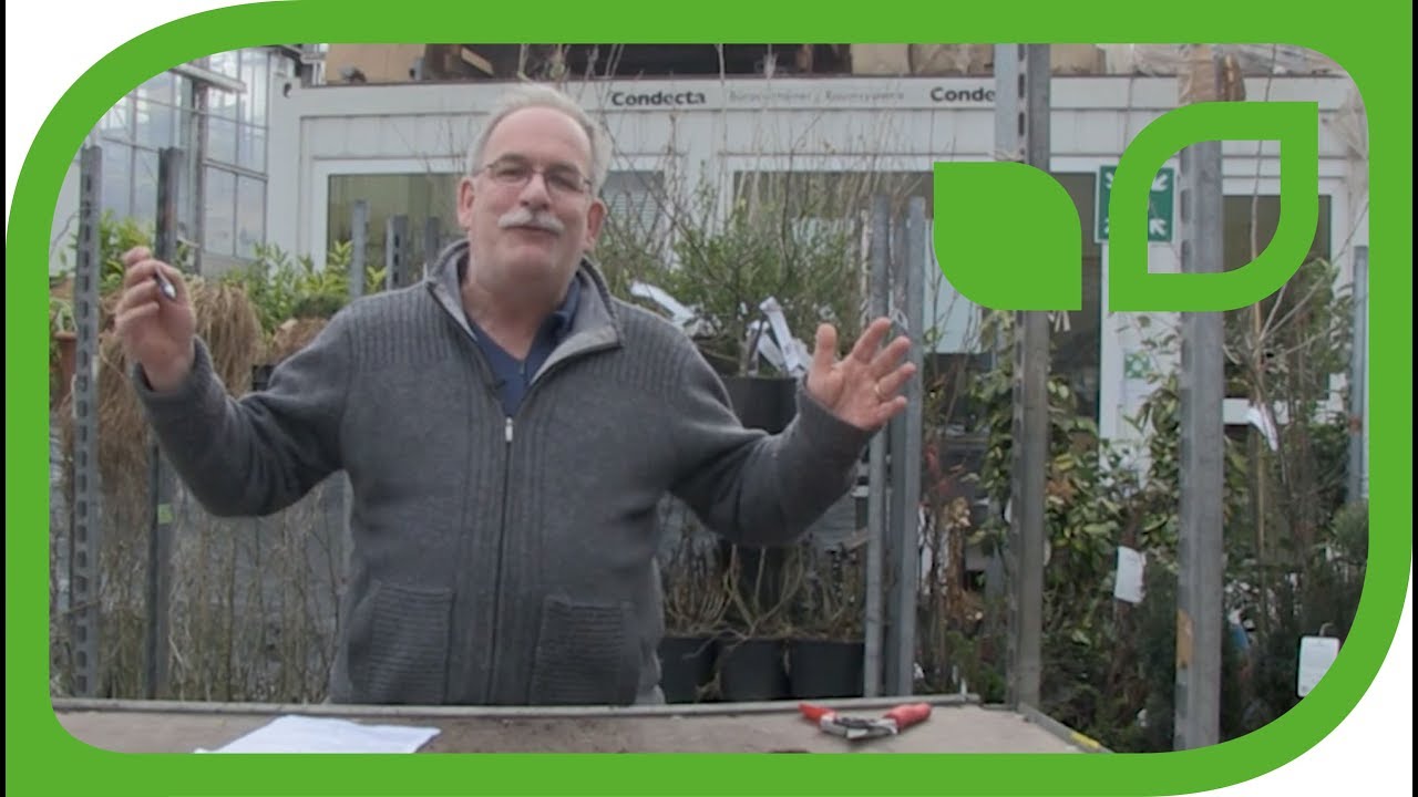 Der Gartenvideo Vorsatz - pro Tag ein Video!