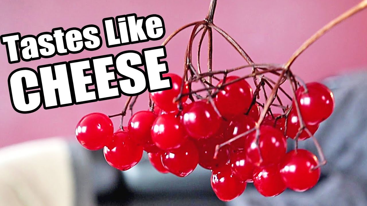 GUELDER ROSE FRUIT (Viburnum): This Foot-Flavored Fruit is a Symbol of Love! - Weird Fruit Explorer