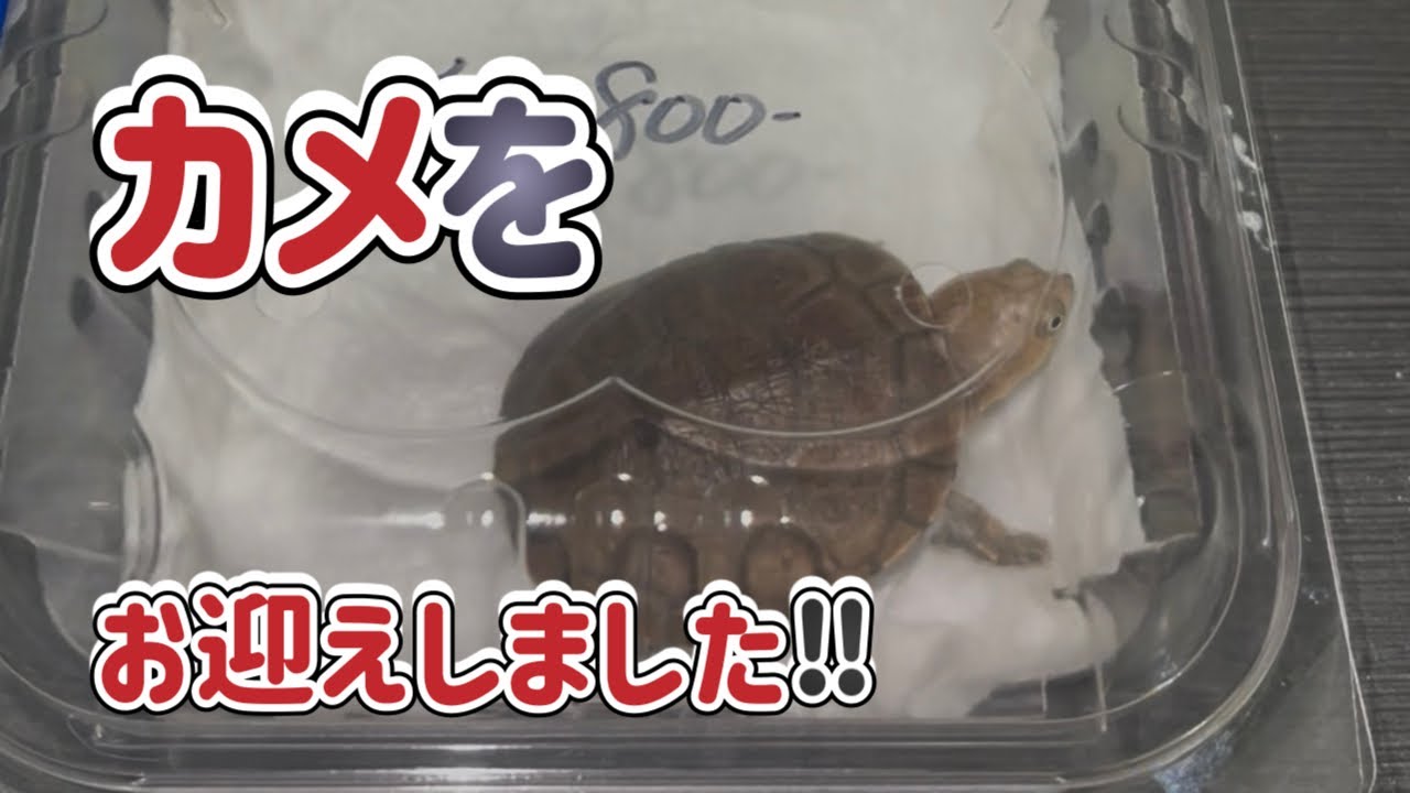 【カメ好き必見】ついに‼︎あのカメさんをお迎えしました‼︎ 